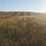 Teren de vânzare în Șura Mare 5000 mp extravilan Intermed Casa