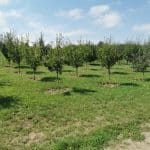 Teren de vânzare în Daia Sibiu cu livadă de pomi fructiferi și împrejmuire